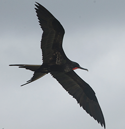 The Christmas Bird Count: Old and New Traditions 