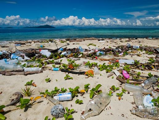 Beach Cleanup Tomorrow 