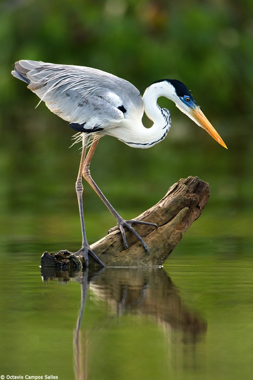 Backyard Birding: Nesting Season for Colonial Wading Birds