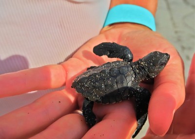 288 Turtle Hatchlings Released on Punta Chame