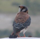 An American Kestrel in Coronado