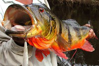 Fishing for Peacock Bass on Lake Gatun in Arenosa, Panama