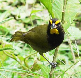 Seen in El Valle: Yellow-Faced Grassquit