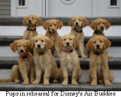 Professional Movie and TV Dog Trainer Coming to Coronado, Oct. 25, 26