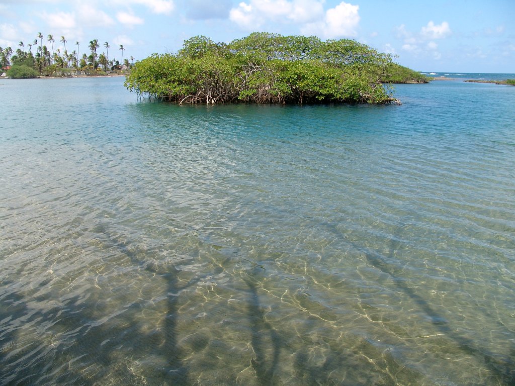 Happy Day of the Mangroves!