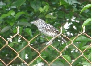 Bird:Barred Antshrike