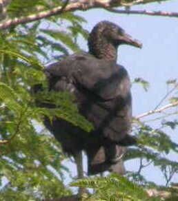 American Black Vulture