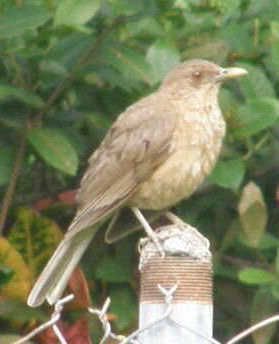 Bird Watch: Clay Coloured Thrush