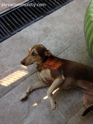 Dog found near Punta Caela