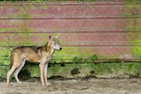 El Nispero Zoo in El Valle