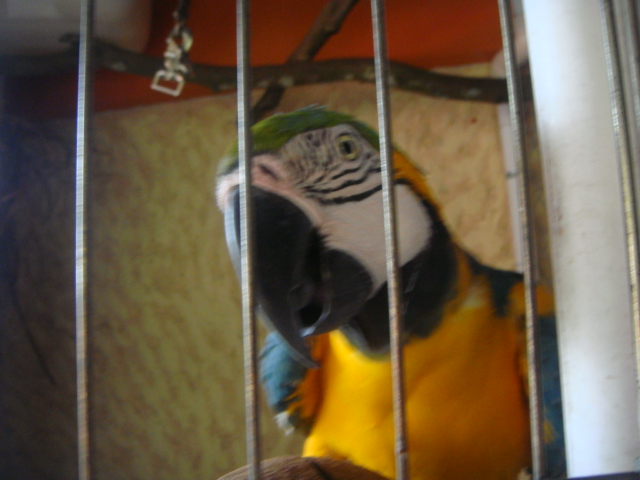 Pet Guacamaya Macaw Missing - Big Reward for her return