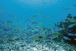 Scientist Promotes Marine Reserves to Protect Panama's Sea Life