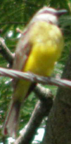 Bird Watch: Grey Capped Flycatcher