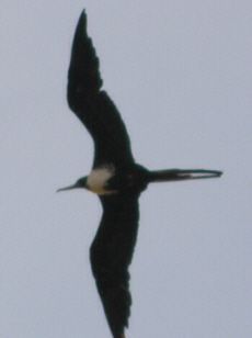 Bird Watch: Frigatebird