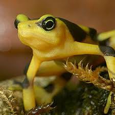 Hope for the Panamanian Golden Frog