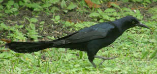 Great Tailed Grackle