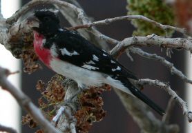 Bird Watch: Rose Breasted Grosbeak