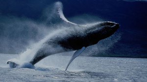 humpback breaching 300x167