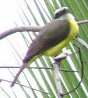 Bird Watch: Great Kiskadee