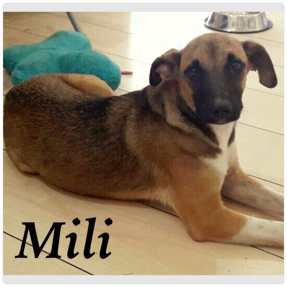 Mili Needs a Forever Home