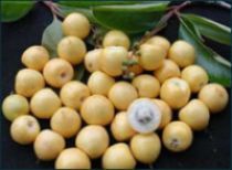 Nance Custard with coconut and fresh corn