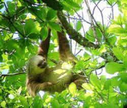 Hoffmann’s Two-toed Sloth