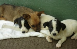 Adorable Puppies Need a Home