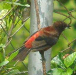 Migratory Birds Arriving in Panama