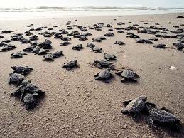 Panama's Efforts to Protect the World's Sea Turtle Population