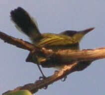 Bird Watch: Common Tody Flycatcher