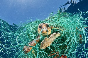 Keep Our Beaches Clean! 