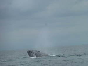 whalehead