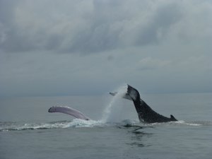 whaletailfinsplash