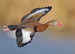 Black Bellied Whistling-Ducks Seen in Coronado