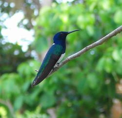 Male White-Necked Jacobin Hummingbird