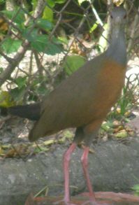 Grey Necked Wood Rail