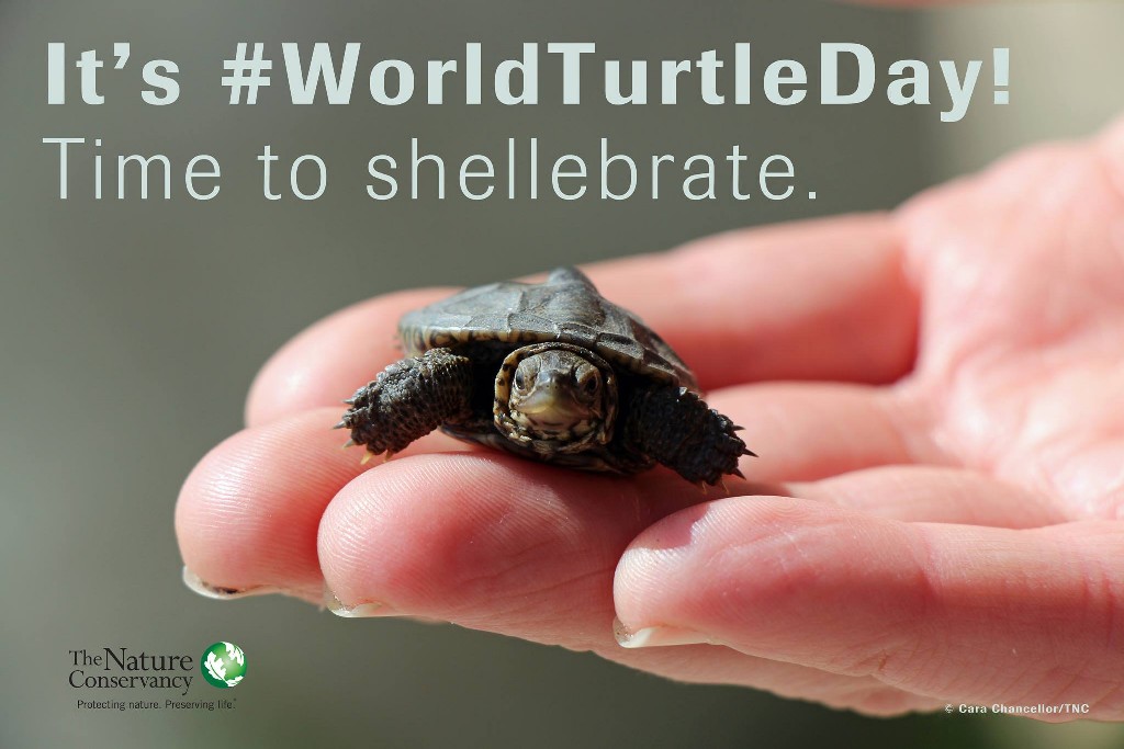 It's World Turtle Day! 