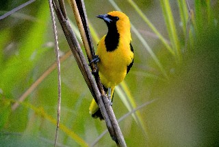 Birding Panama’s Pipeline Road